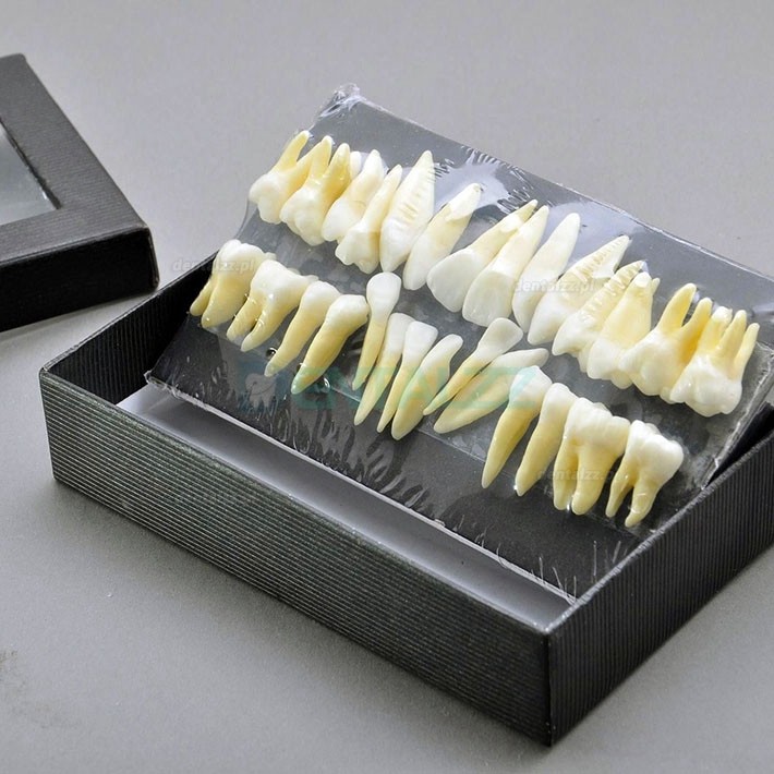 Model dentystyczny Model zębów 28 szt 1:1 Pełne zęby stałe 7008