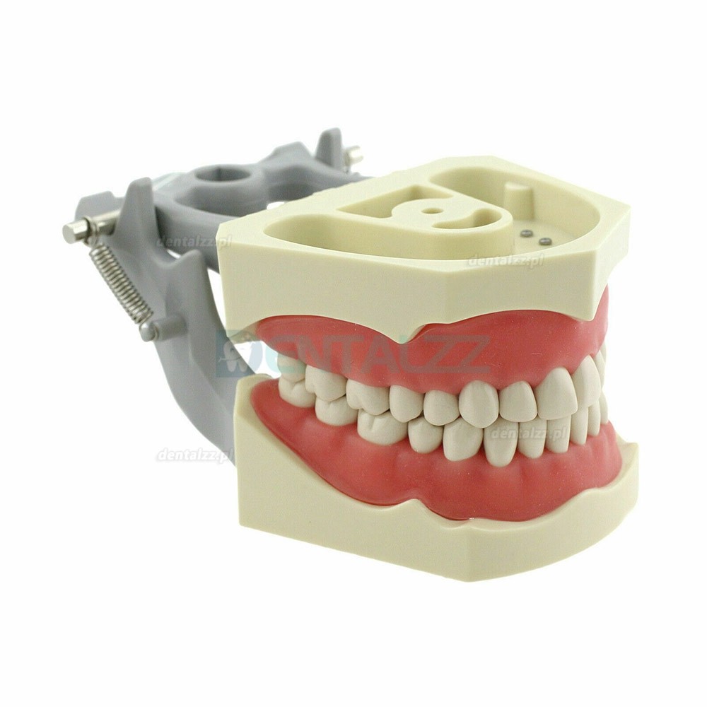 Model dentystyczny Typodont z praktyką montażu na słupie 32 szt. Zębów kompatybilny z Columbia 860