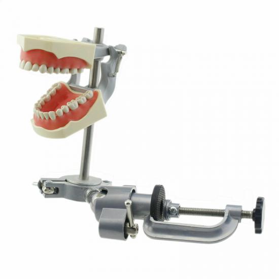 Model dentystyczny Typodont z praktyką montażu na słupie 32 szt. Zębów kompatybilny z Columbia 860