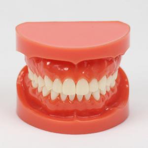 Model studiów stomatologicznych standardowy model demonstracyjny typodonta 1:1