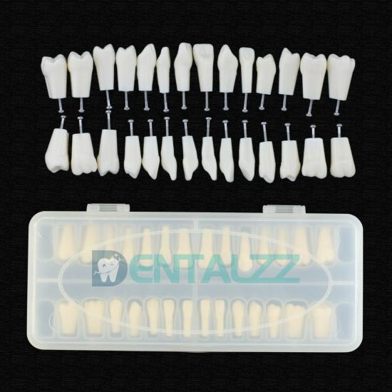 Wymiana zębów Dental Typodont ze śrubą kompatybilna z 28 szt. Zębów Frasaco ANA-4