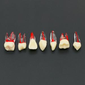 10 Szt. Dental endodontyczny model zębów endodontycznych