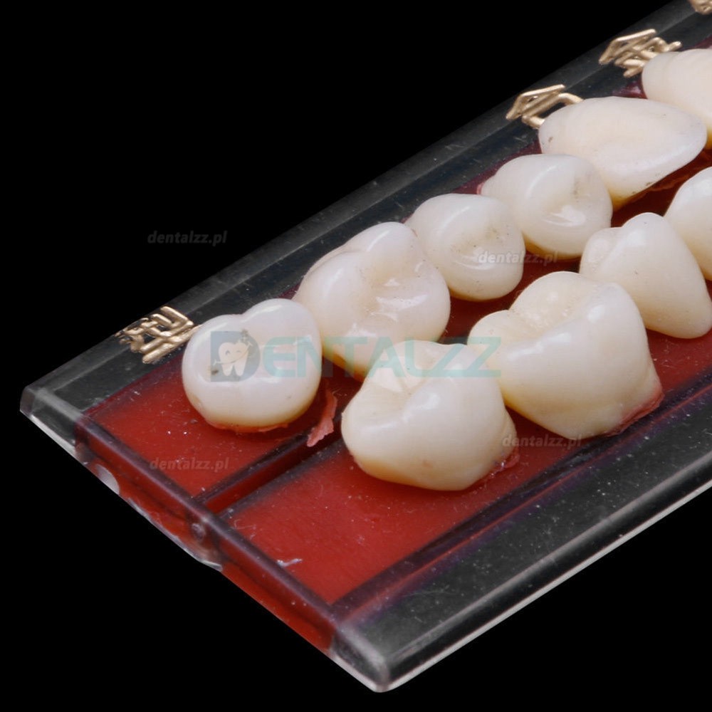 2 Szt Materiał na protezę dentystyczną z porcelany stop-szpilka Kolory zębów przewodnik po odcieniach 24 #
