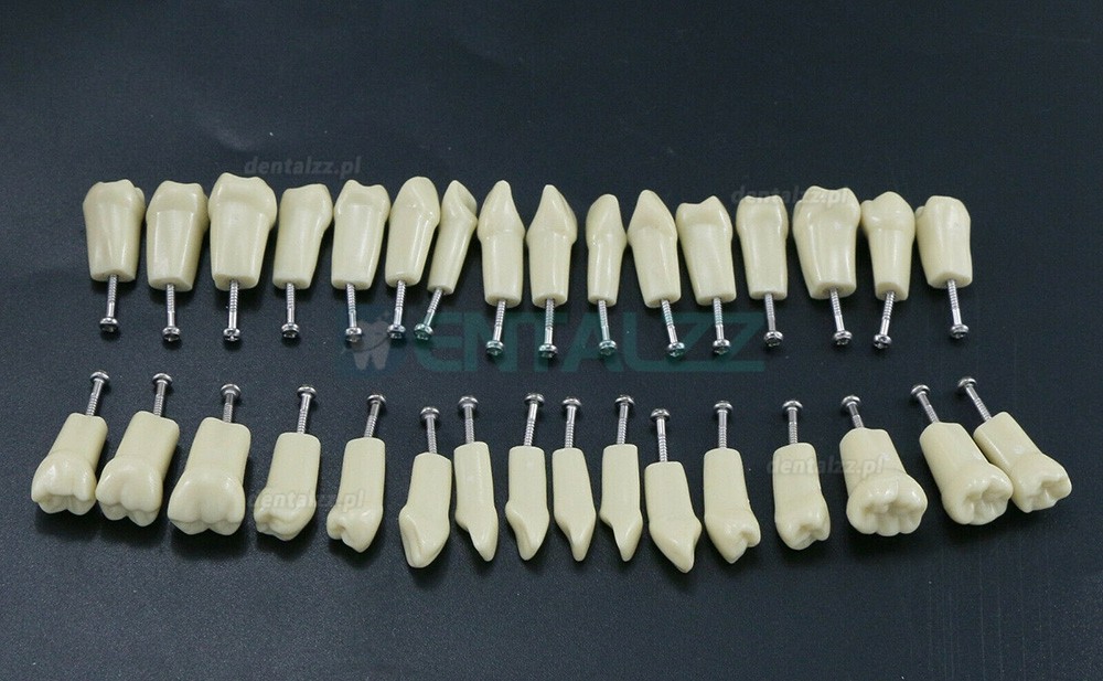 Standardowy model symulacyjny stomatologiczny Typodont z 32 sztuk zdejmowanymi zębami kompatybilny z Frasaco AG3