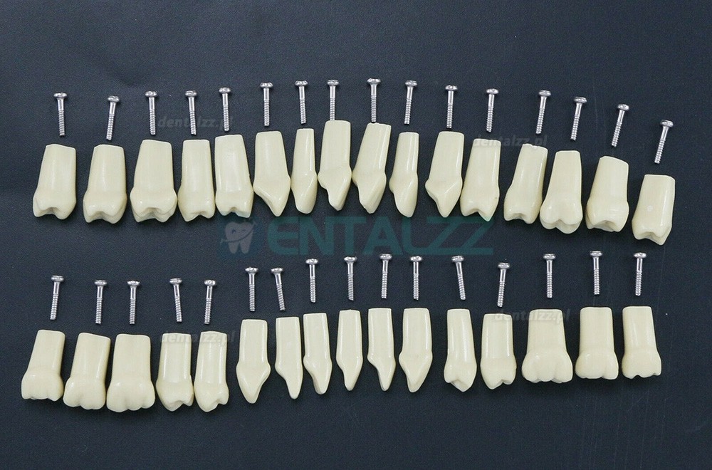 Standardowy model symulacyjny stomatologiczny Typodont z 32 sztuk zdejmowanymi zębami kompatybilny z Frasaco AG3