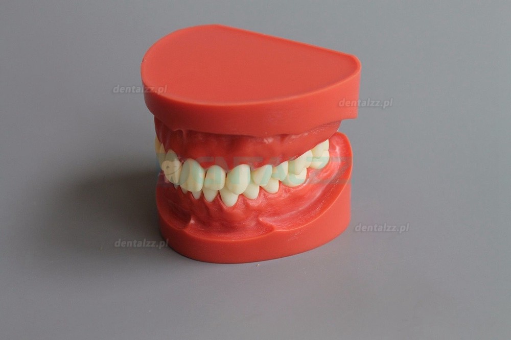Model studiów stomatologicznych standardowy model demonstracyjny typodonta 1:1