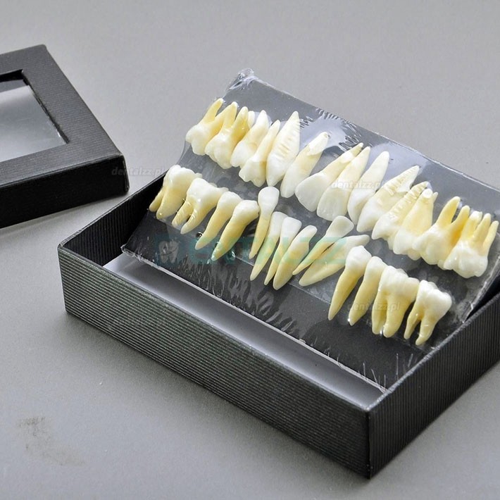 Model dentystyczny Model zębów 28 szt 1:1 Pełne zęby stałe 7008