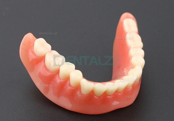 Model zębów dentystycznych Overdenture Inferor z 2 implantami Badanie modelu demonstracyjnego 6002 01