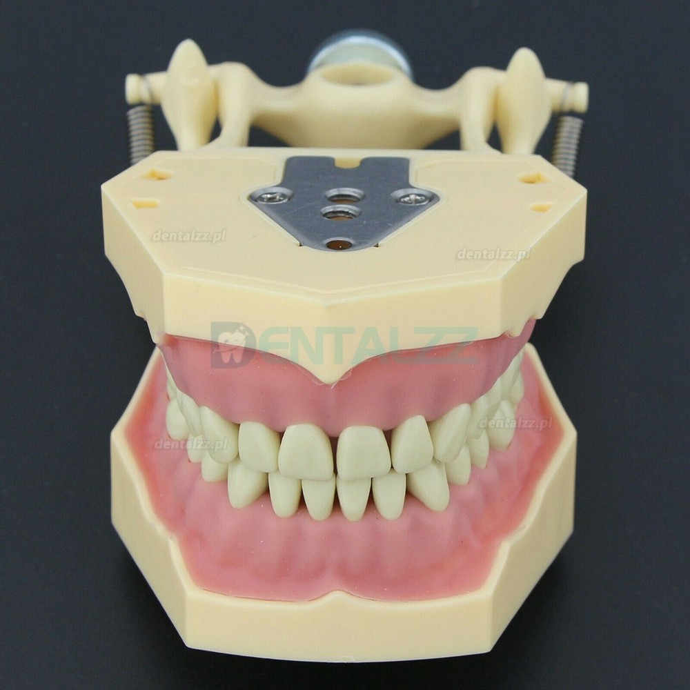 Stomatologia Rekonstrukcyjna Symulacja operacyjna Model Typodont M8014-2