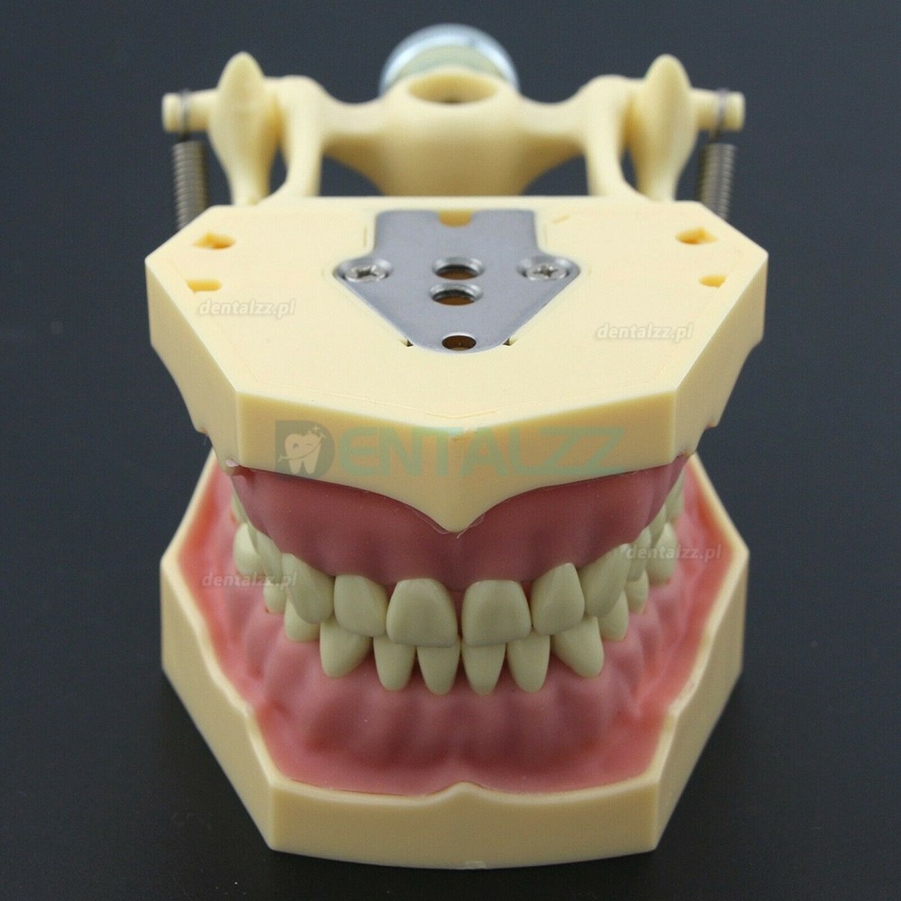 Stomatologia Rekonstrukcyjna Symulacja operacyjna Model Typodont M8014-2