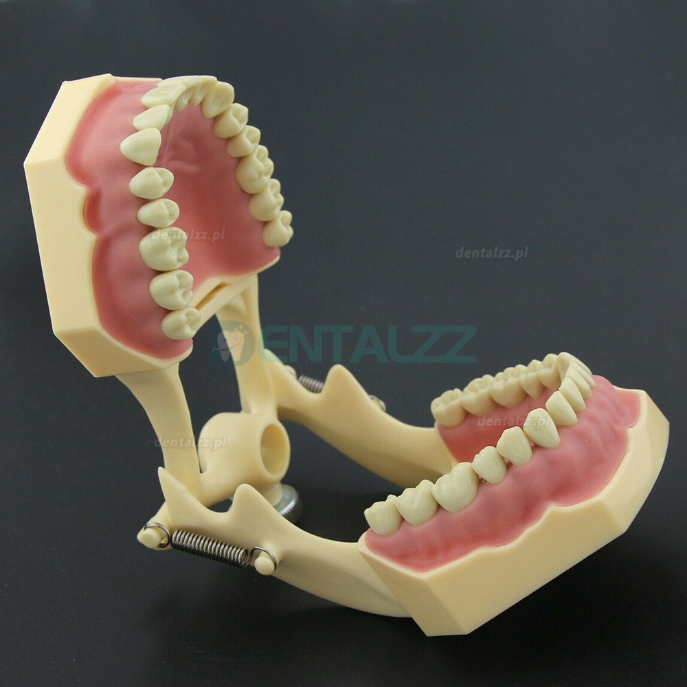 Stomatologia Rekonstrukcyjna Symulacja operacyjna Model Typodont M8014-2