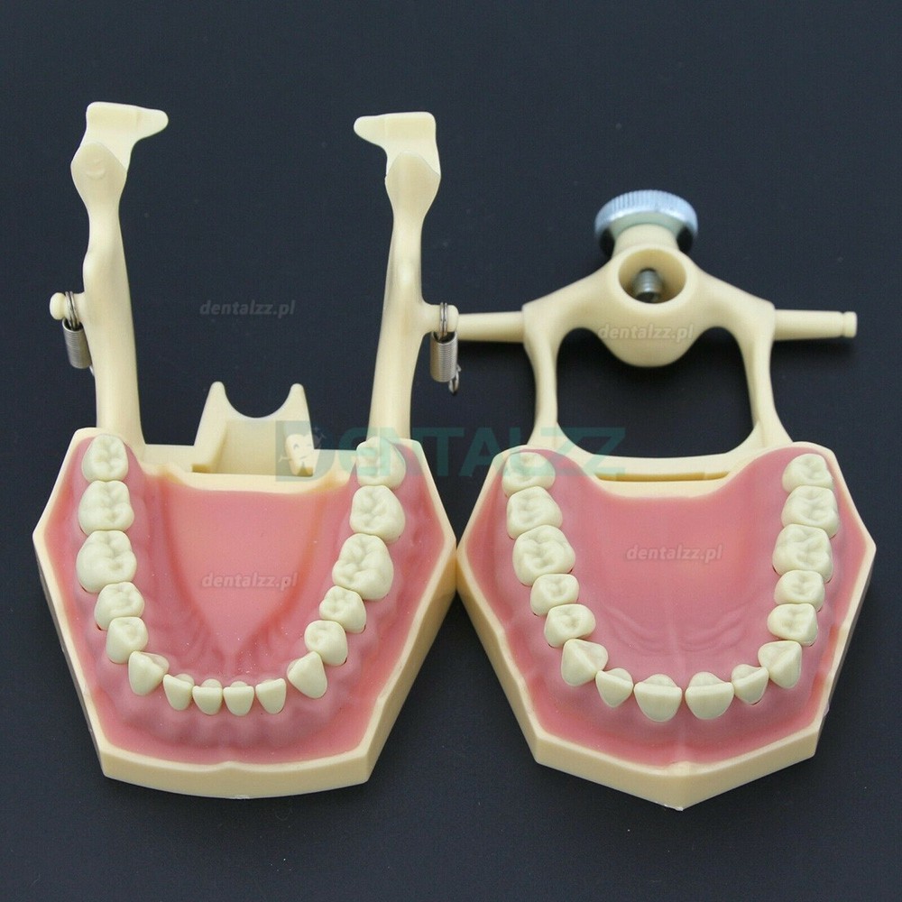 Stomatologia Rekonstrukcyjna Symulacja operacyjna Model Typodont M8014-2