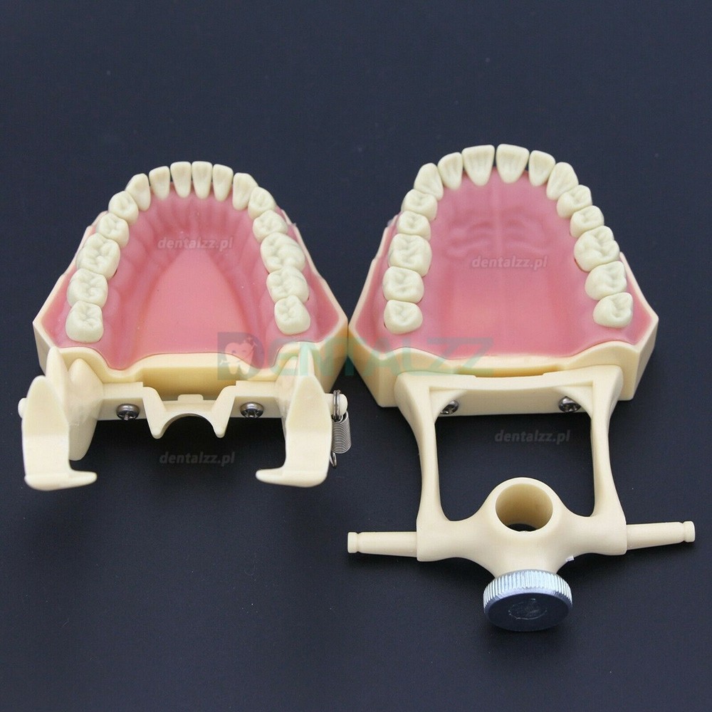 Stomatologia Rekonstrukcyjna Symulacja operacyjna Model Typodont M8014-2