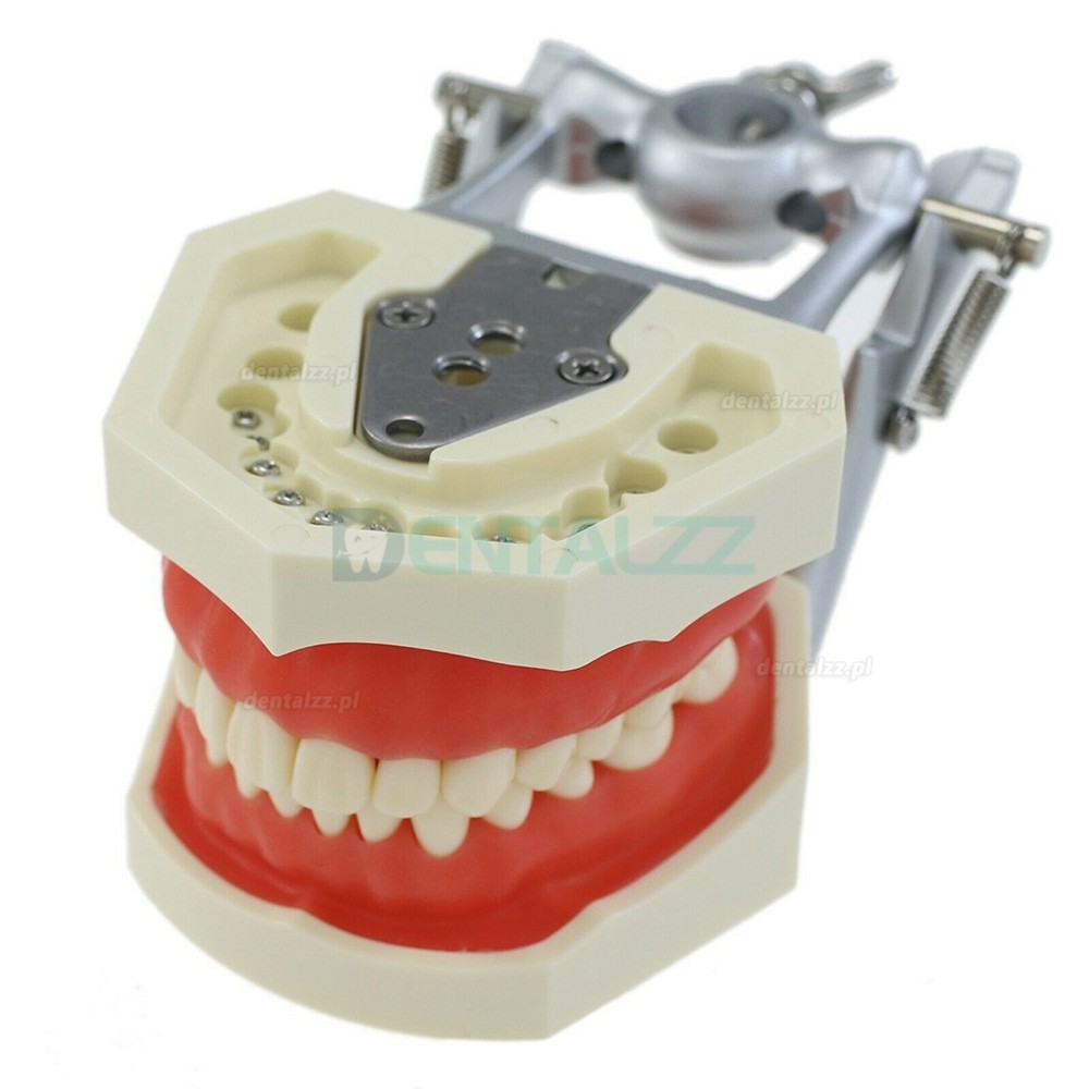 Typodont dentystyczny z słupem montażowym z modelem 28 szt. zębów kompatybilny z Kilgore Nissin 200