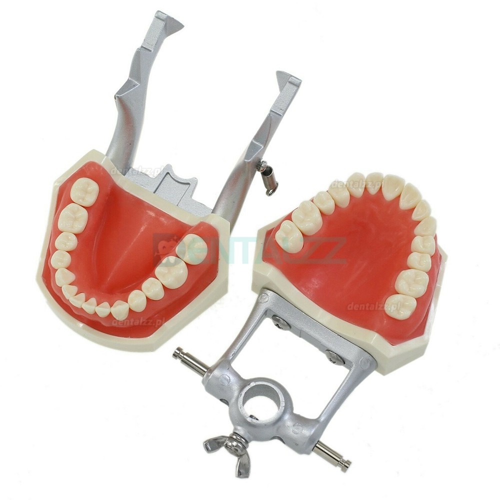 Typodont dentystyczny z słupem montażowym z modelem 28 szt. zębów kompatybilny z Kilgore Nissin 200