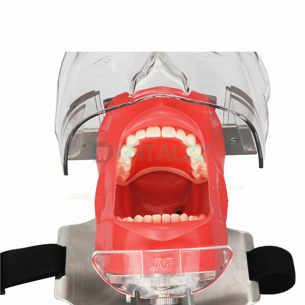 Głowa fantomowa stomatologiczny do zagłówka fotela dentystycznego typodont Kompatybilny z Nissin Kilgore