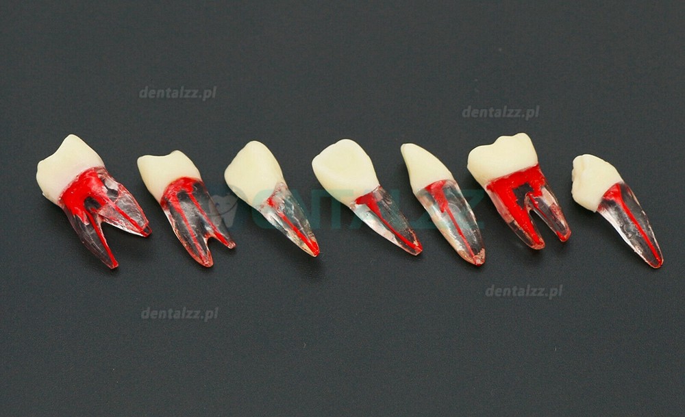 10 Szt. Dental endodontyczny model zębów endodontycznych