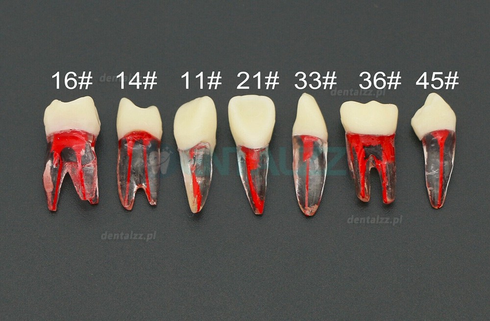 10 Szt. Dental endodontyczny model zębów endodontycznych