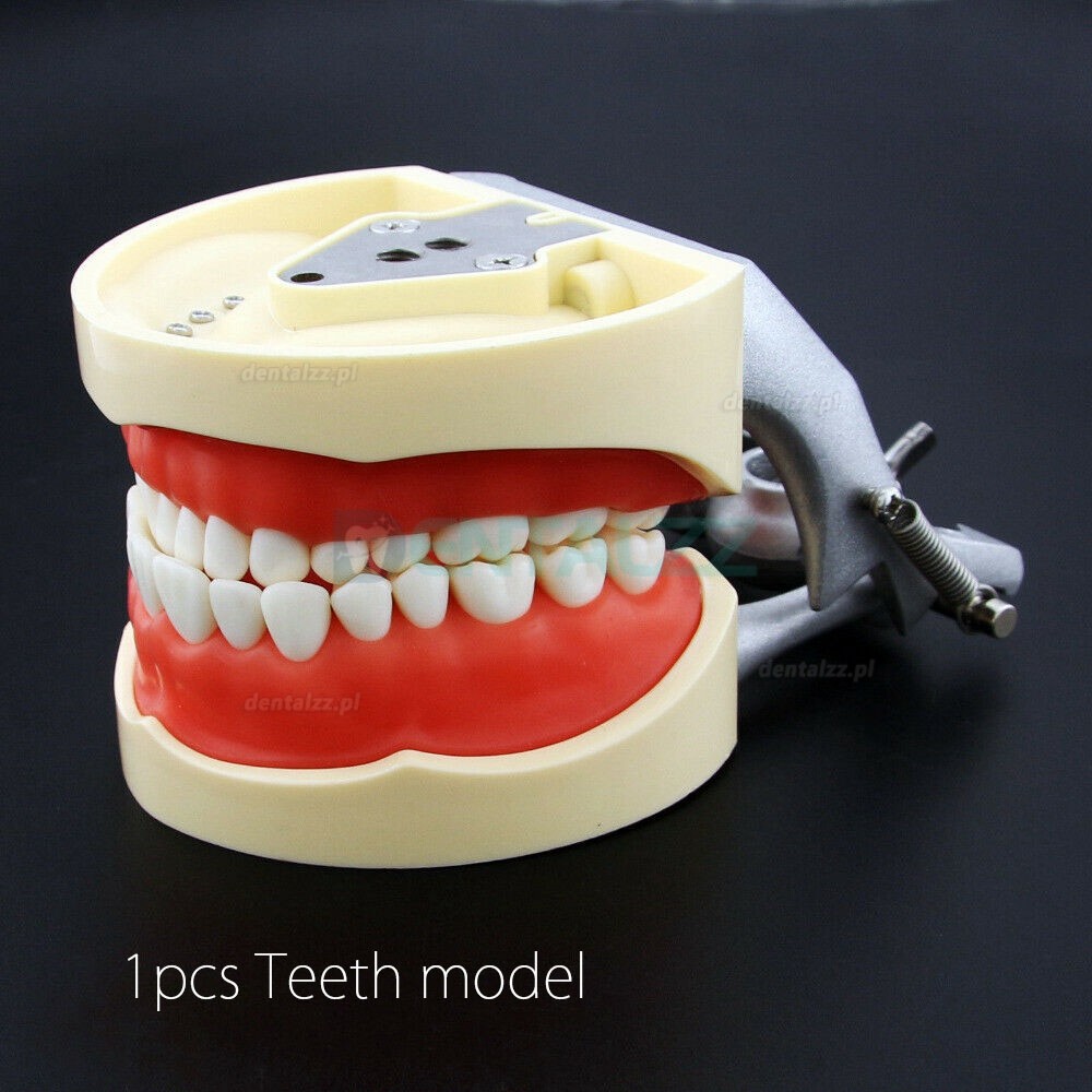 Model dentystyczny do symulacji żywicy do treningu dentystycznego kompatybilny z Kilgore Nissin 200