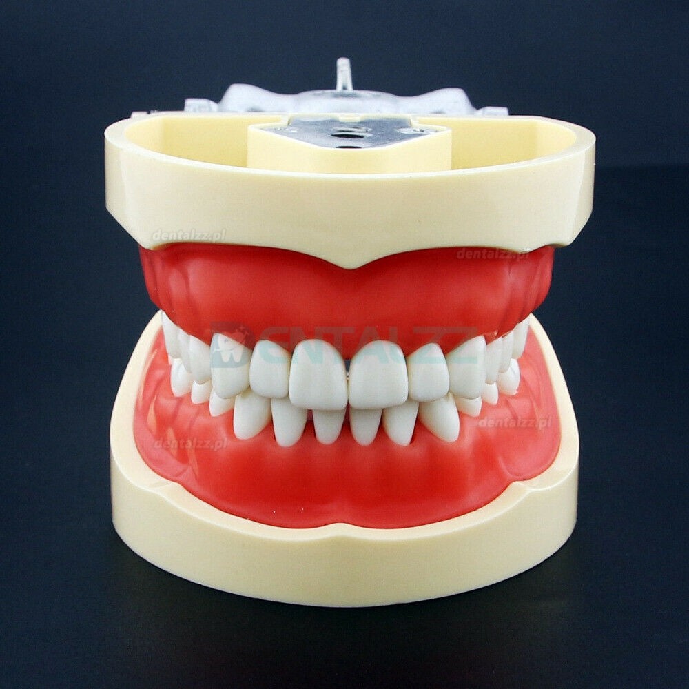 Model dentystyczny do symulacji żywicy do treningu dentystycznego kompatybilny z Kilgore Nissin 200