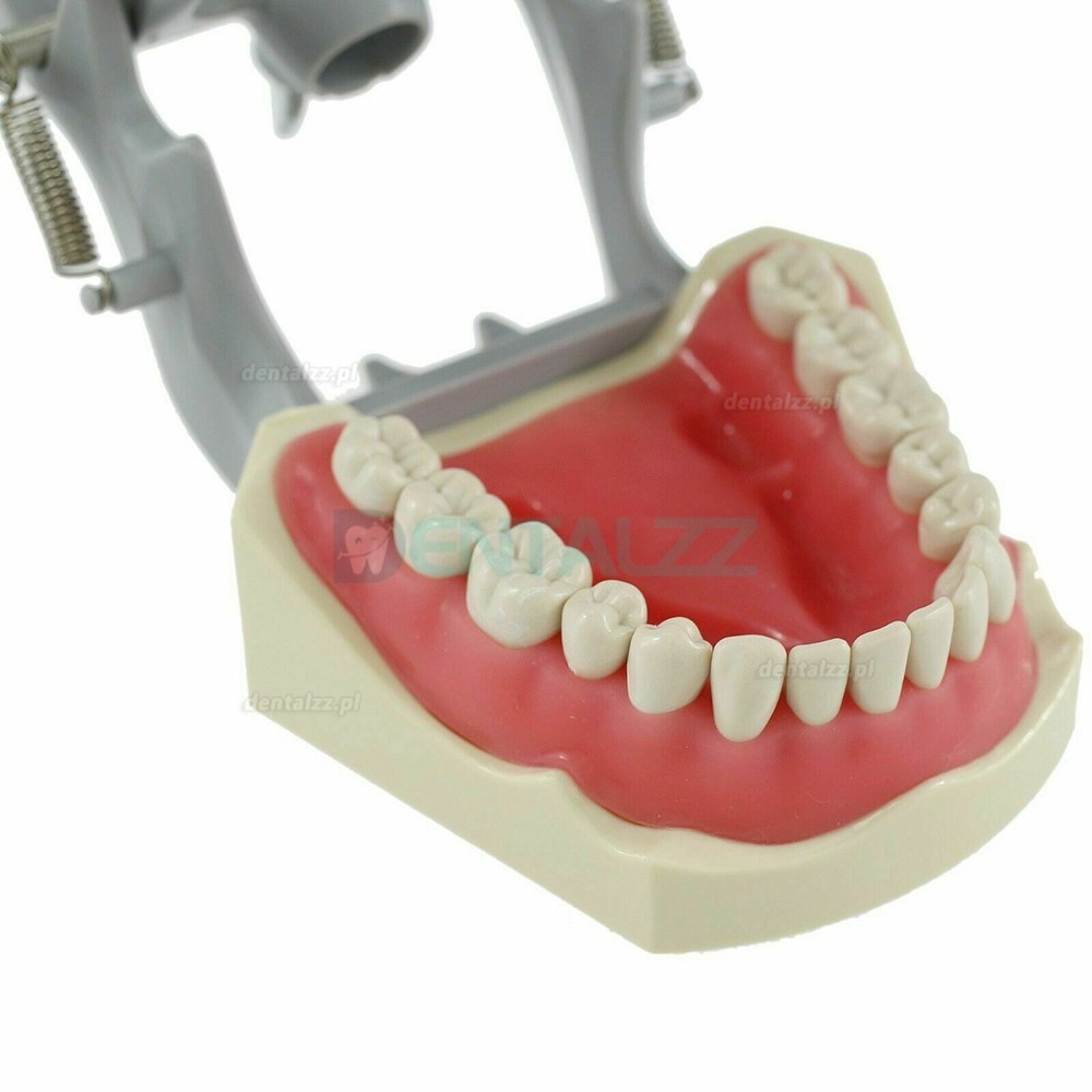 Model dentystyczny Typodont z praktyką montażu na słupie 32 szt. Zębów kompatybilny z Columbia 860