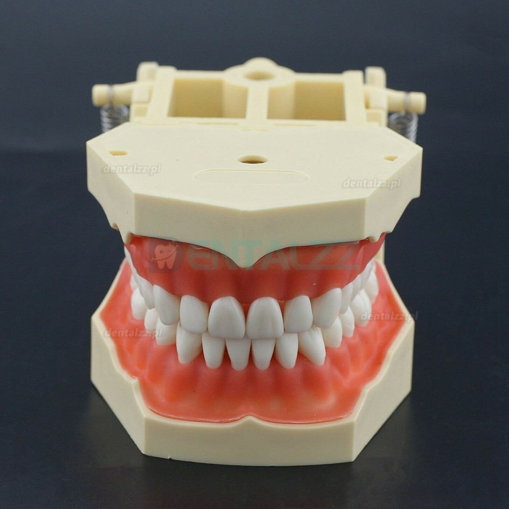 Praktyka dentystyczna Typodont Model kompatybilny z Columbia NISSIN Kilgore Frasaco 28/32 szt. Zębów