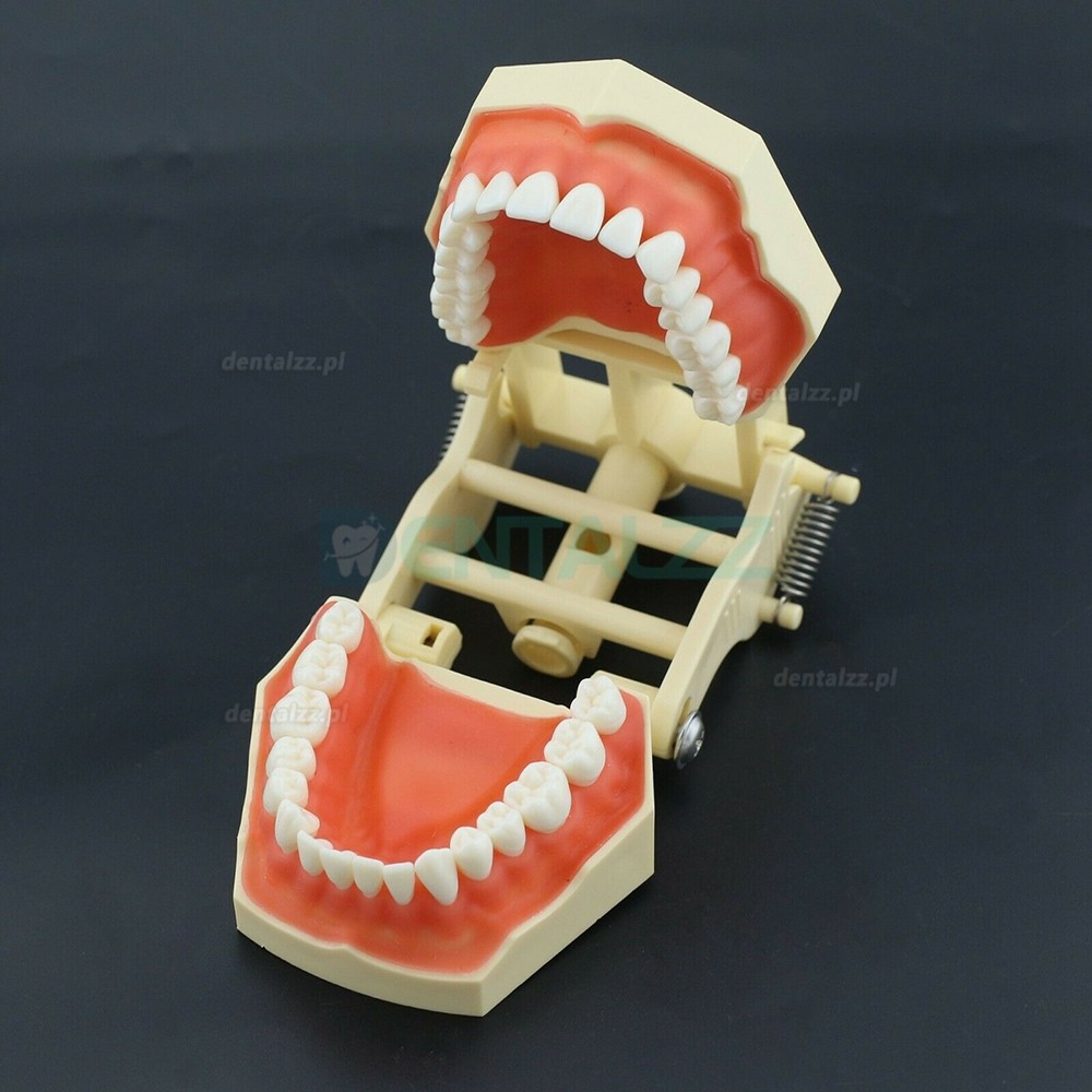 Praktyka dentystyczna Typodont Model kompatybilny z Columbia NISSIN Kilgore Frasaco 28/32 szt. Zębów