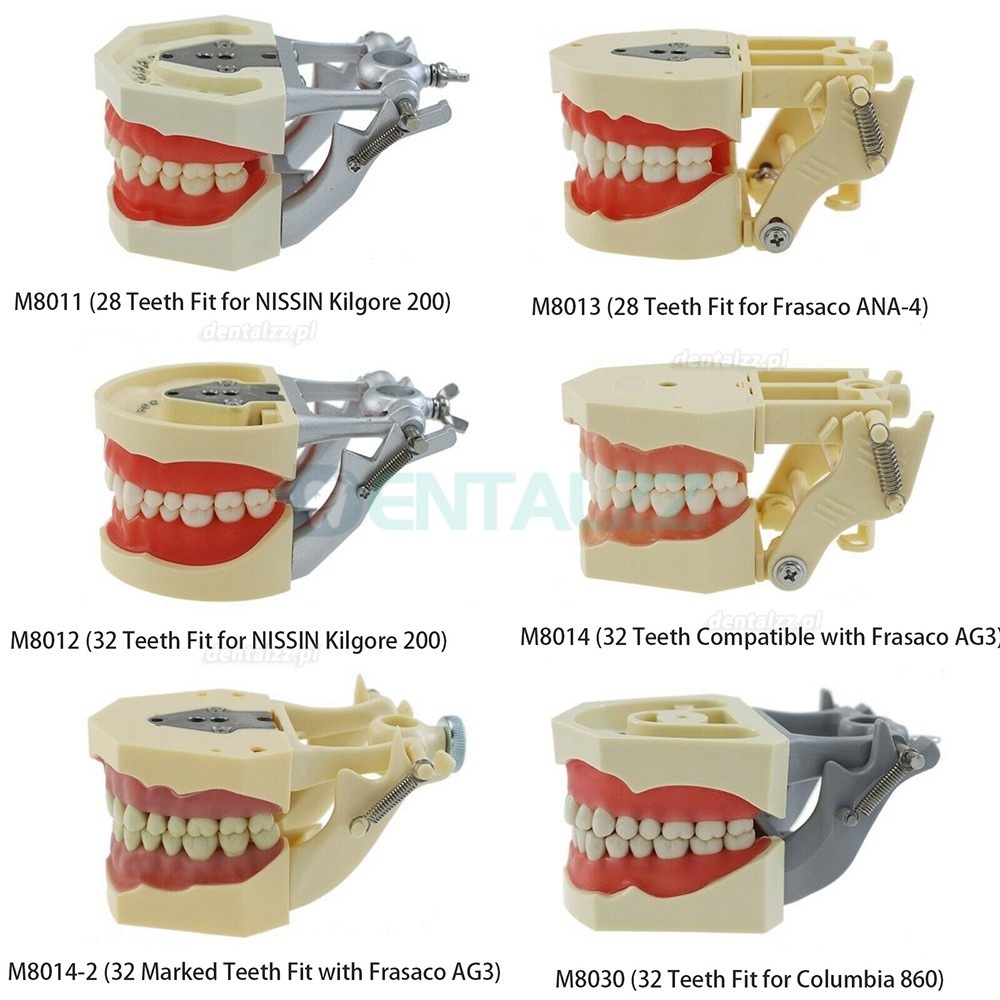 Praktyka dentystyczna Typodont Model kompatybilny z Columbia NISSIN Kilgore Frasaco 28/32 szt. Zębów