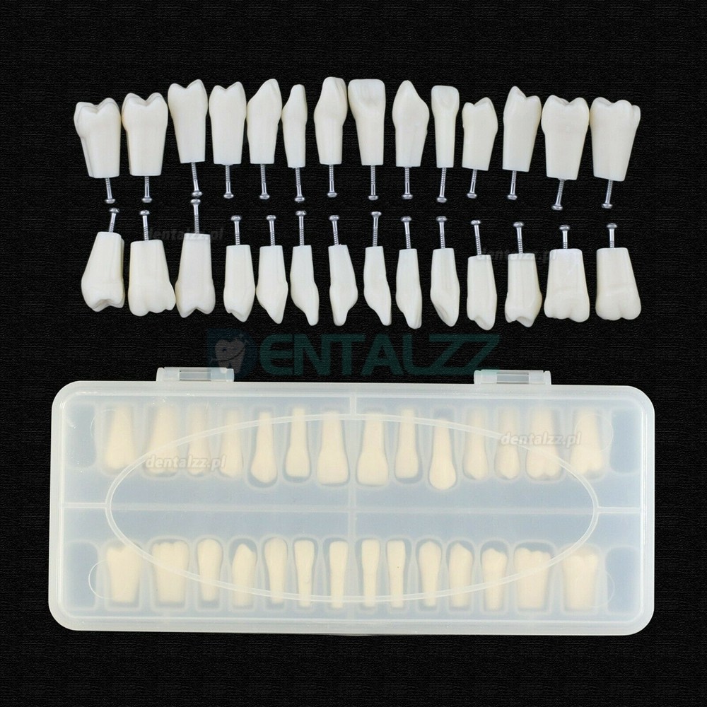 Wymiana zębów Dental Typodont ze śrubą kompatybilna z 28 szt. Zębów Frasaco ANA-4
