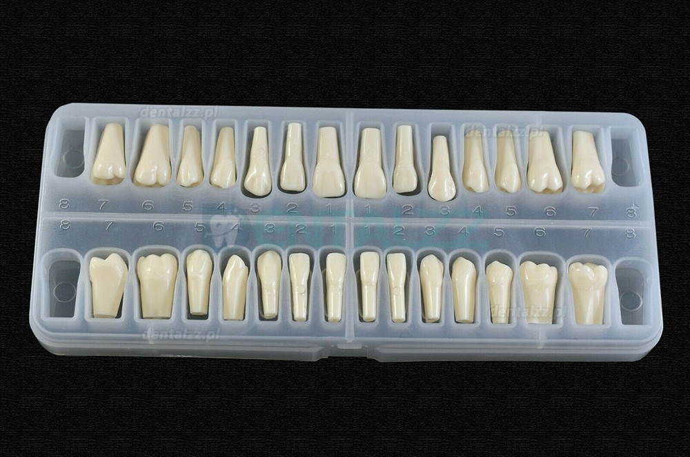 Wymiana zębów Dental Typodont ze śrubą kompatybilna z 28 szt. Zębów Frasaco ANA-4